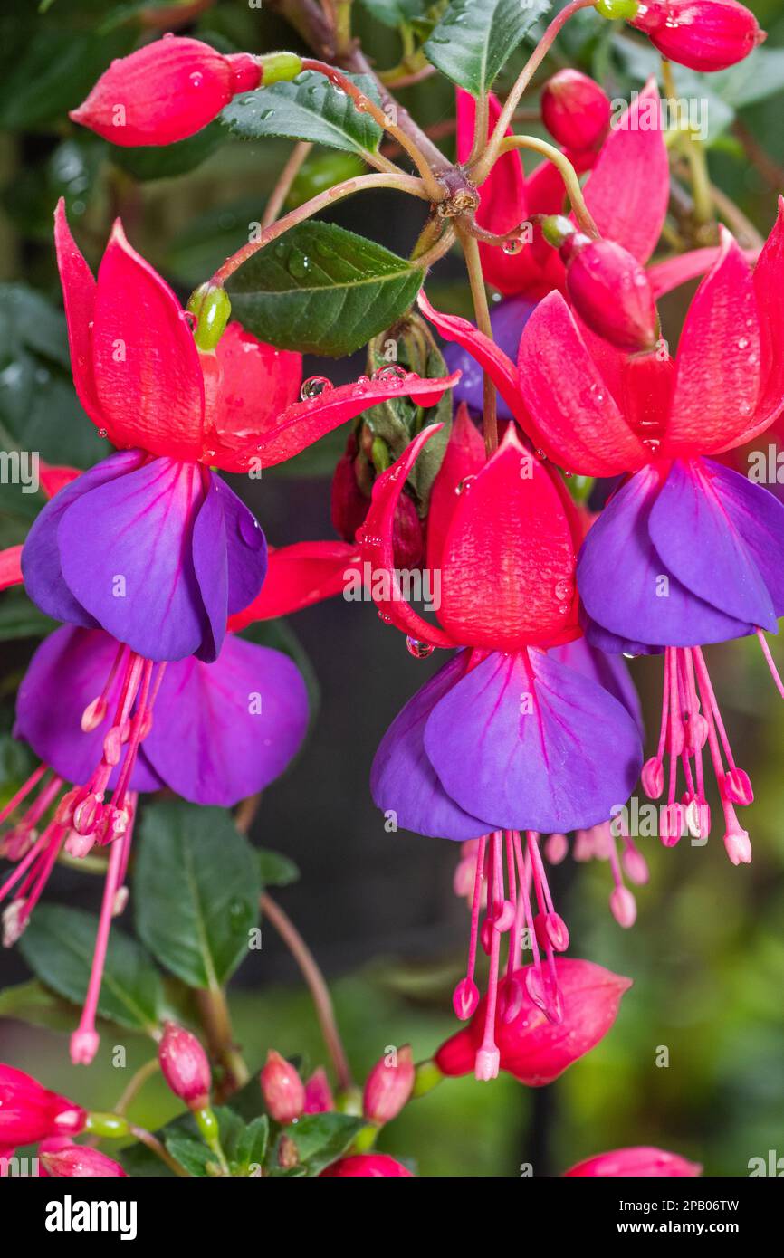 Closeup of the red and purple flowers of the fuchsia plant. Stock Photo