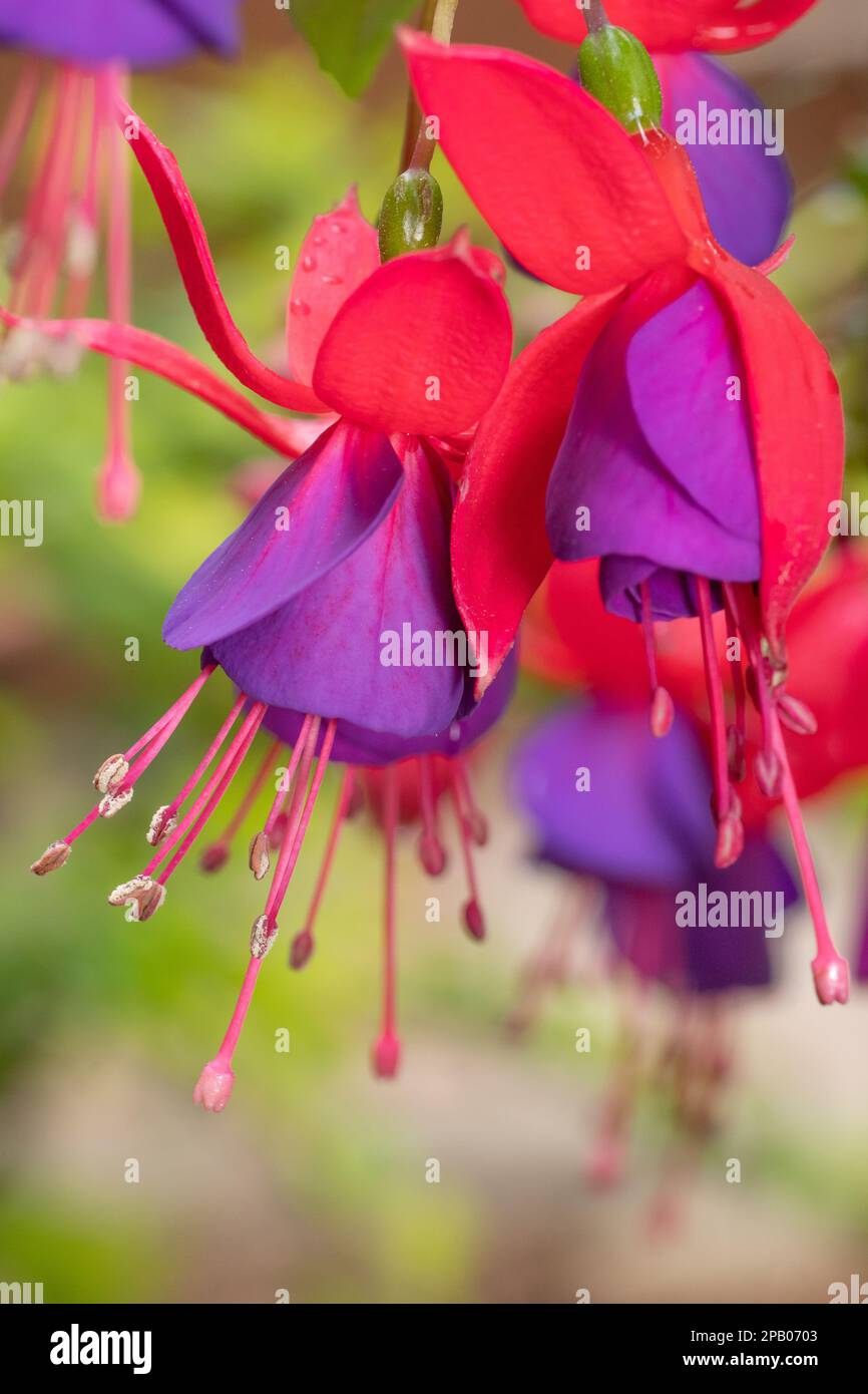 Closeup of two red and purple flowers of the fuchsia plant. Stock Photo