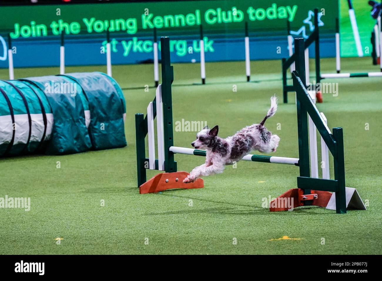 Dog hotsell central agility
