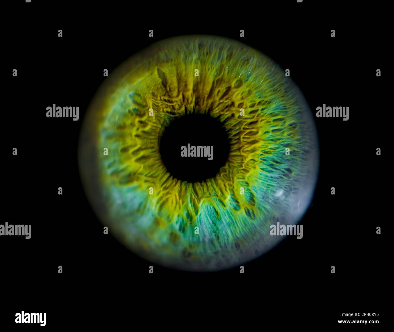 Human blue iris eye. Pupil in macro on black background Stock Photo