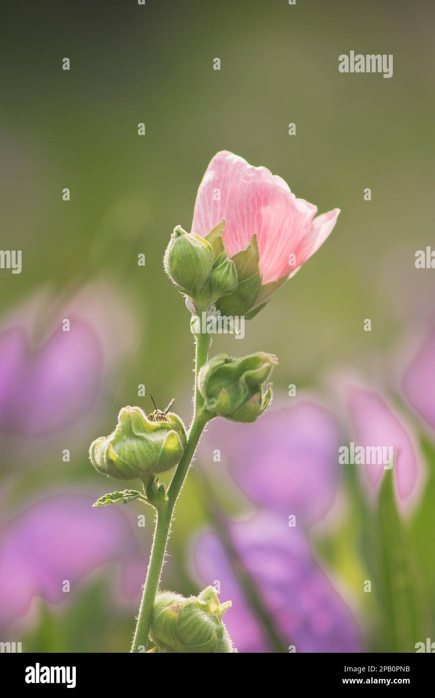 Waterkanon, Watrakanu, Minnieroot, classified as a weed with beautiful flowers, beautiful purple flowers in nature. Stock Photo