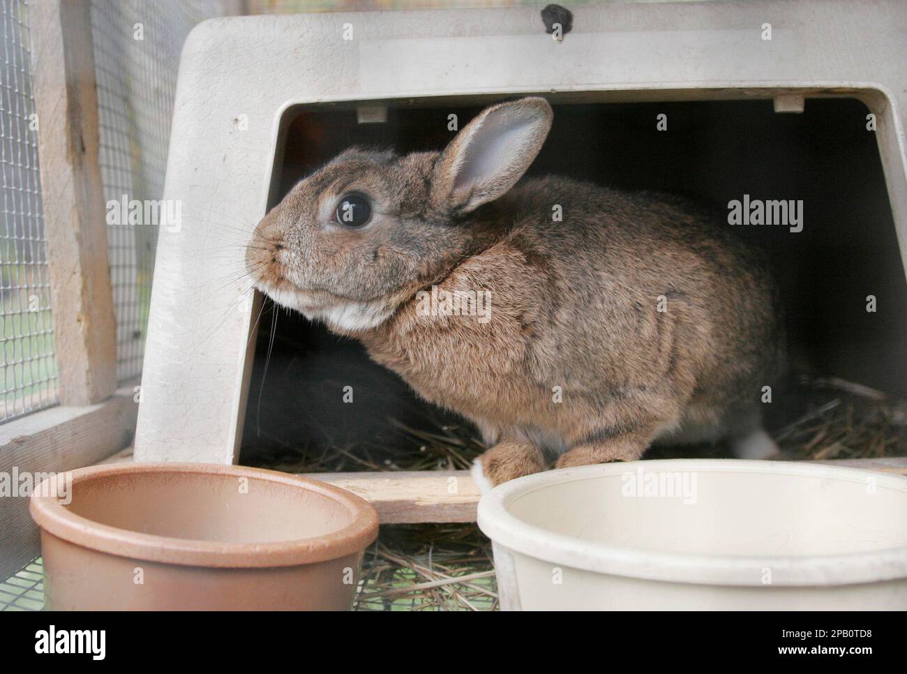 Three rabbits, including aptlynamed Peter Rabbit, shown here, live in
