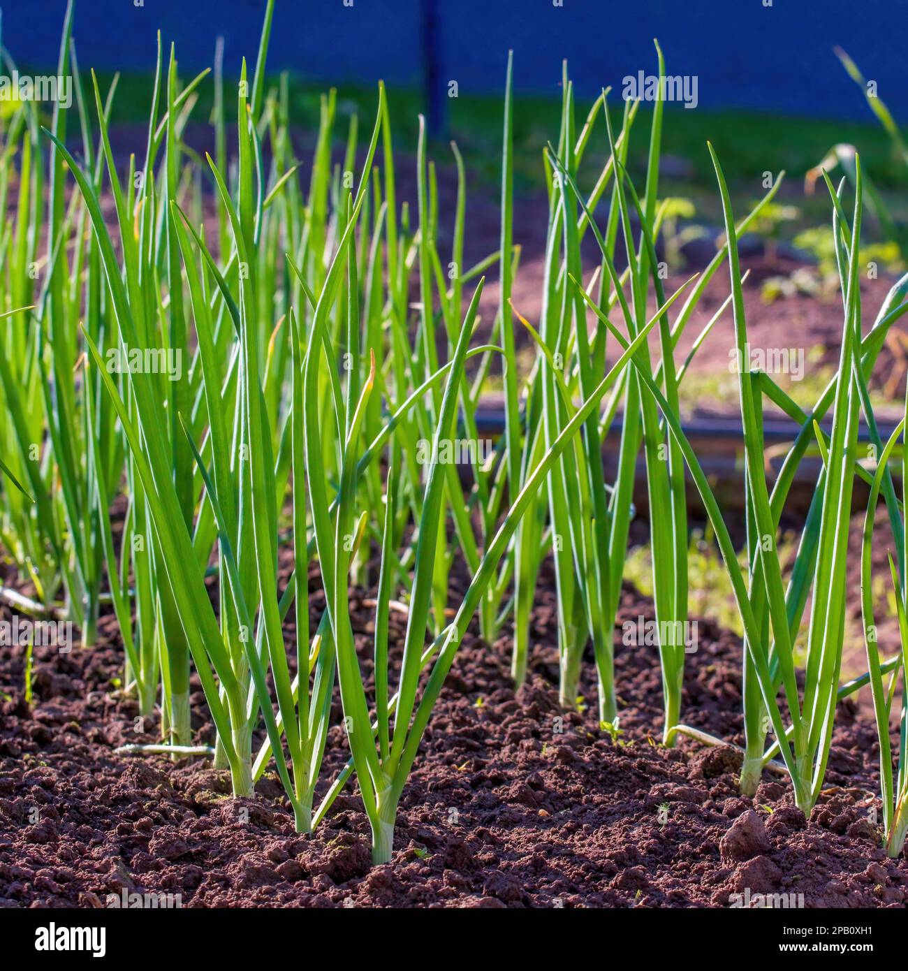 Vegetable salad green onions hi-res stock photography and images - Alamy