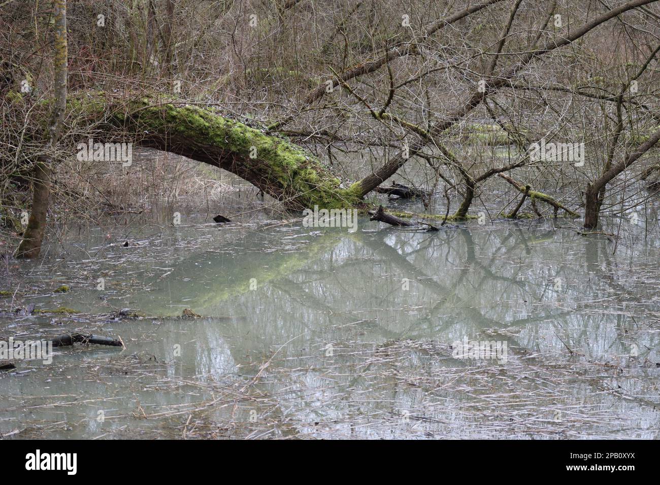Tree fallen in the Water Stock Photo