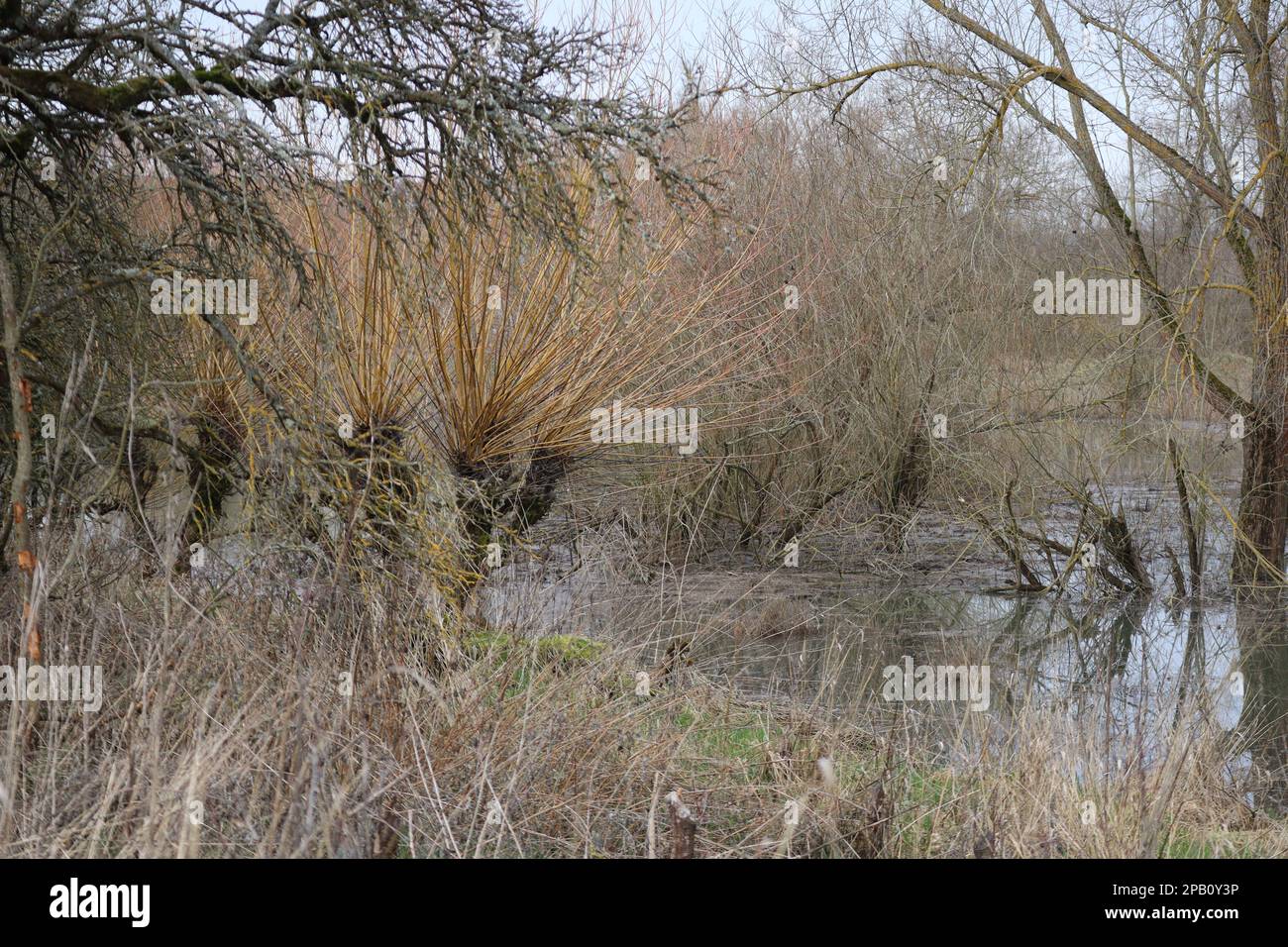 freshly sprouting Pollarded willows in the Flood Stock Photo