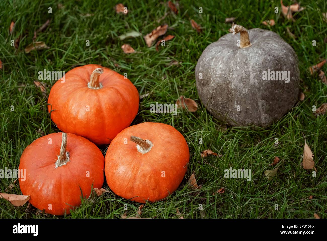 Organic pumpkins lying in a grass in the garden, autumn harvest, close ...