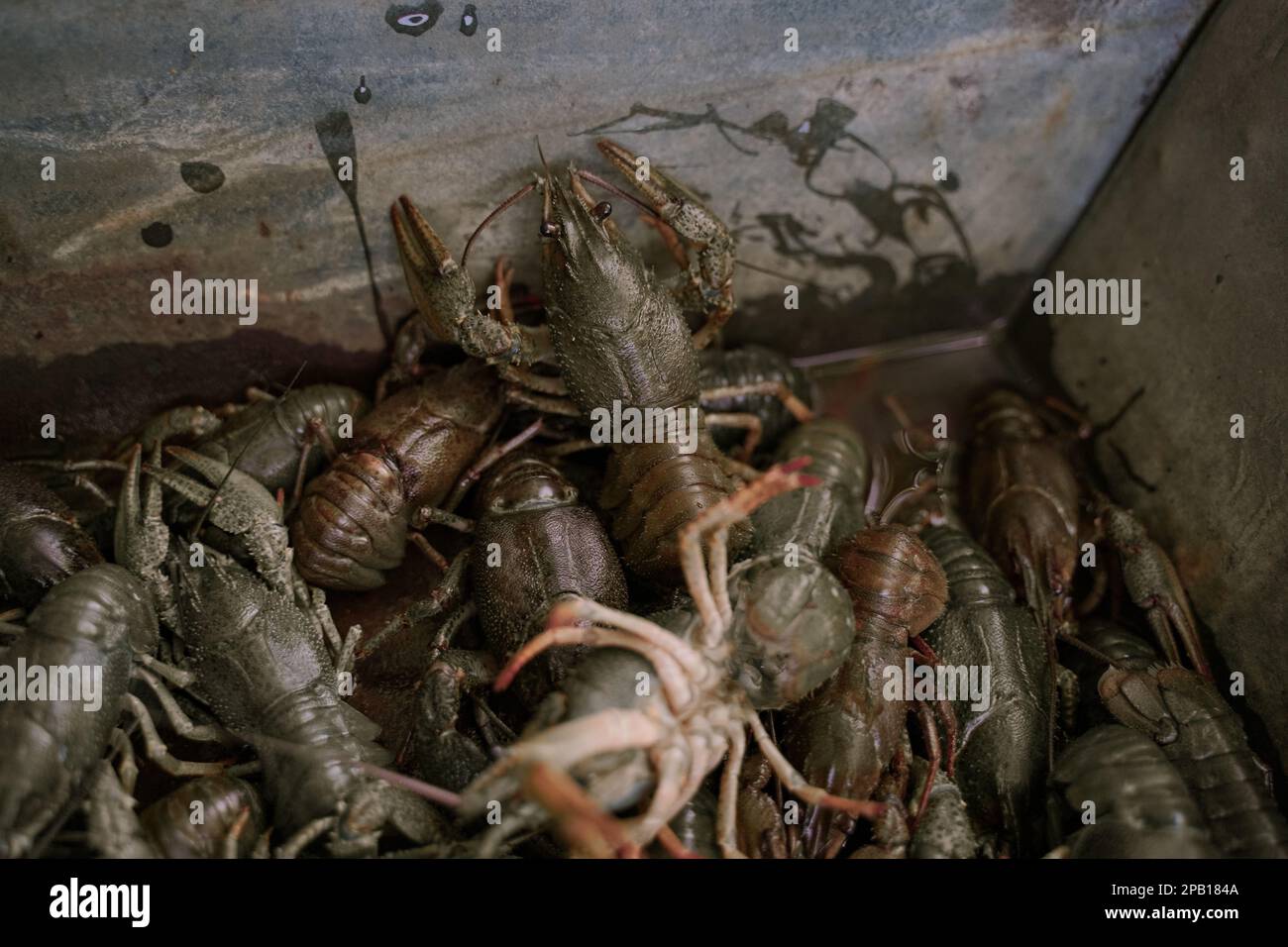 Living crayfish in trough. Astacus with long mustaches closeup, selective focus Stock Photo