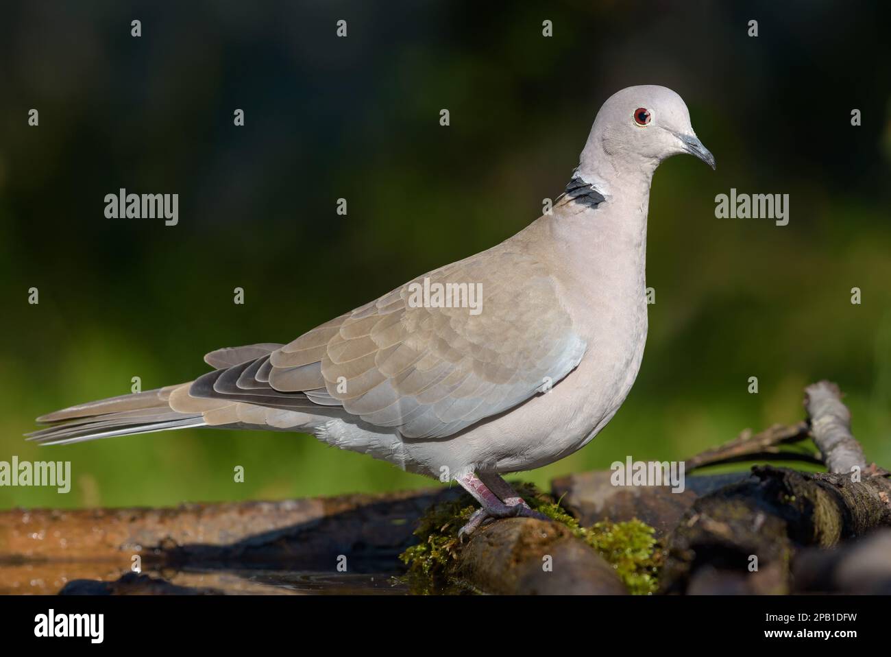 Eurasian Collared Dove Streptopelia Decaocto Perched On The Ground eurasian-collared-dove-streptopelia-decaocto-perched-on-the-ground