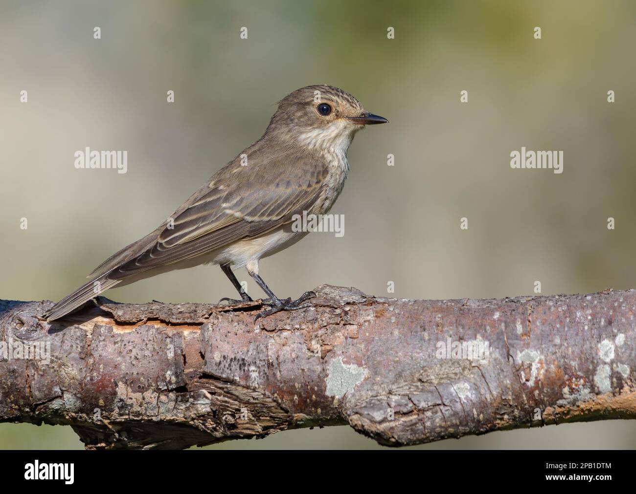 Lonely Spotted Flycatcher (Muscicapa Striata) perched on old lichen branch before migration Stock Photo