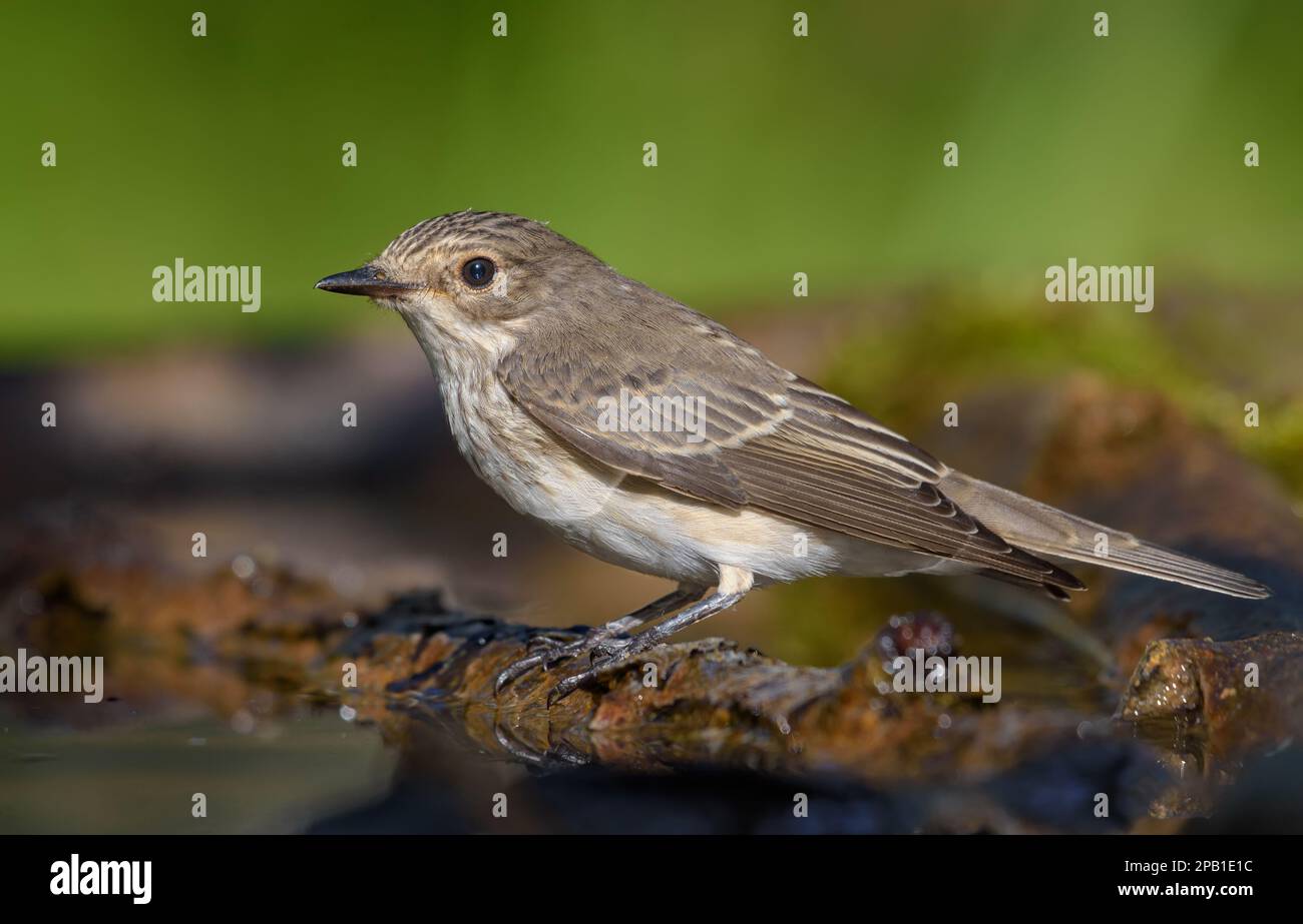 Bright Spotted Flycatcher (Muscicapa Striata) perched on twig near water pond on sunny morning Stock Photo
