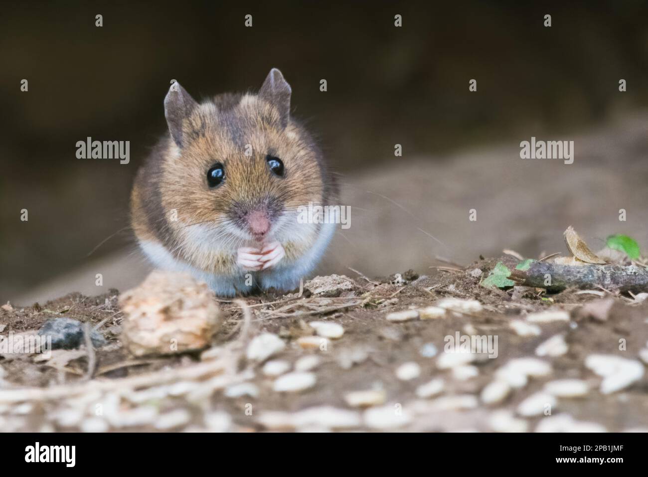 Wood mouse (Apodemus sylvaticus) foraging in woods in Perth, Scotland. Stock Photo