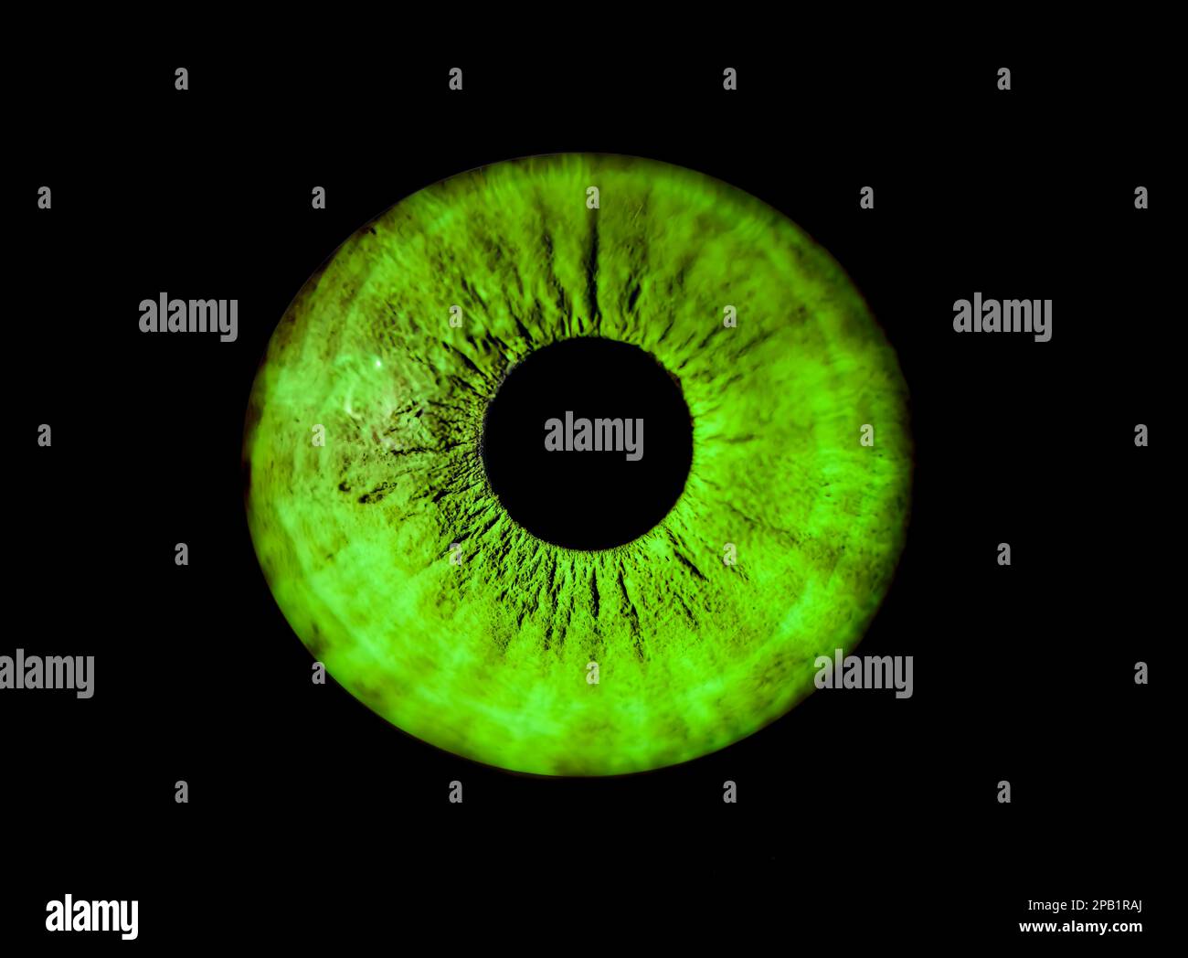 Human green iris eye. Colorful Pupil in macro on black background Stock Photo