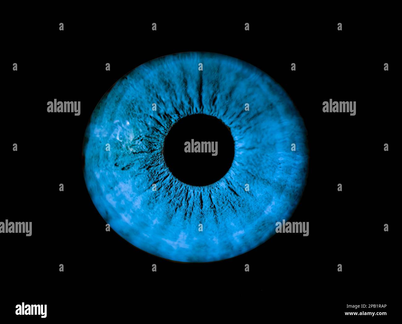 Human blue iris eye. Colorful Pupil in macro on black background Stock Photo