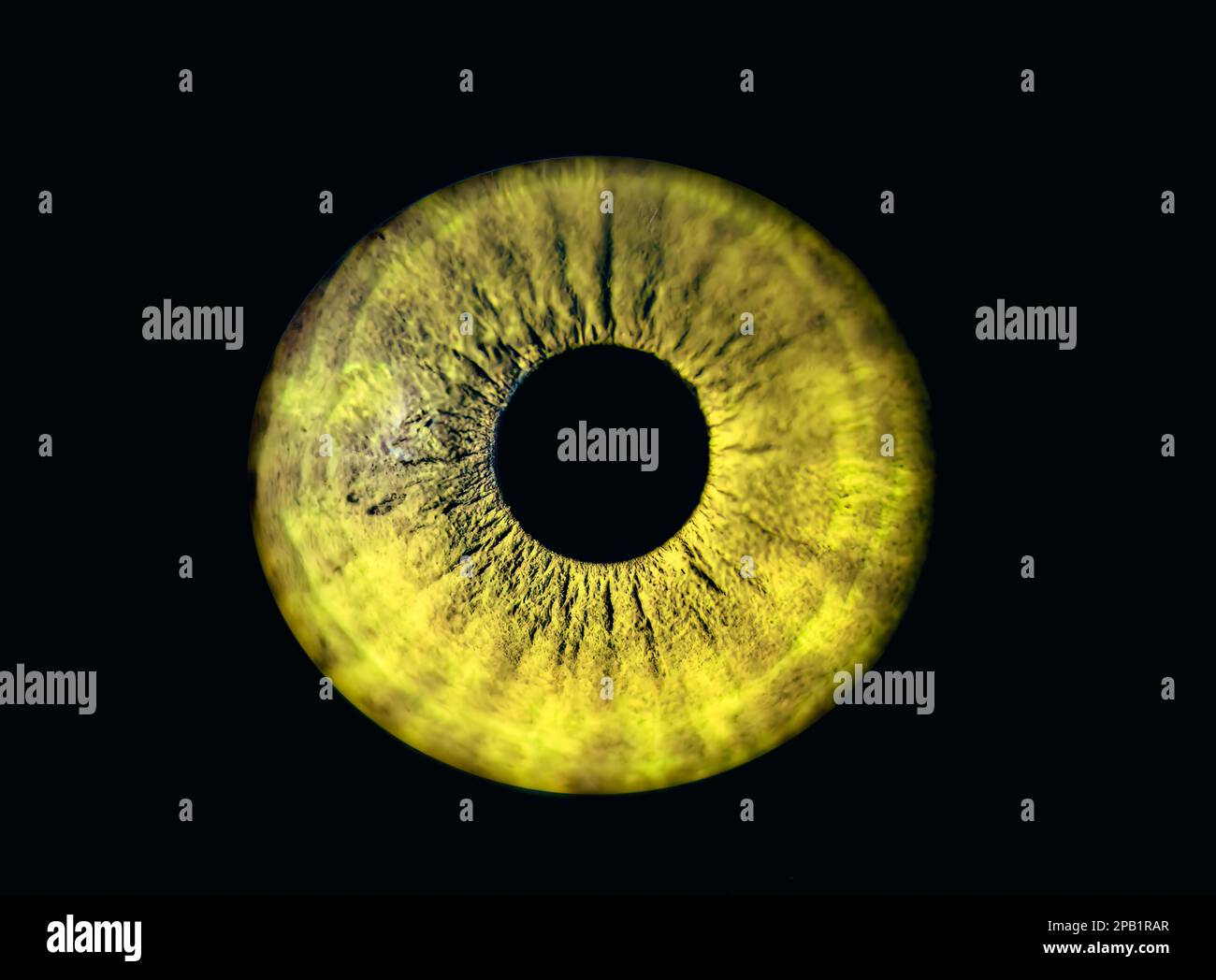 Human yellow iris eye. Colorful Pupil in macro on black background Stock Photo