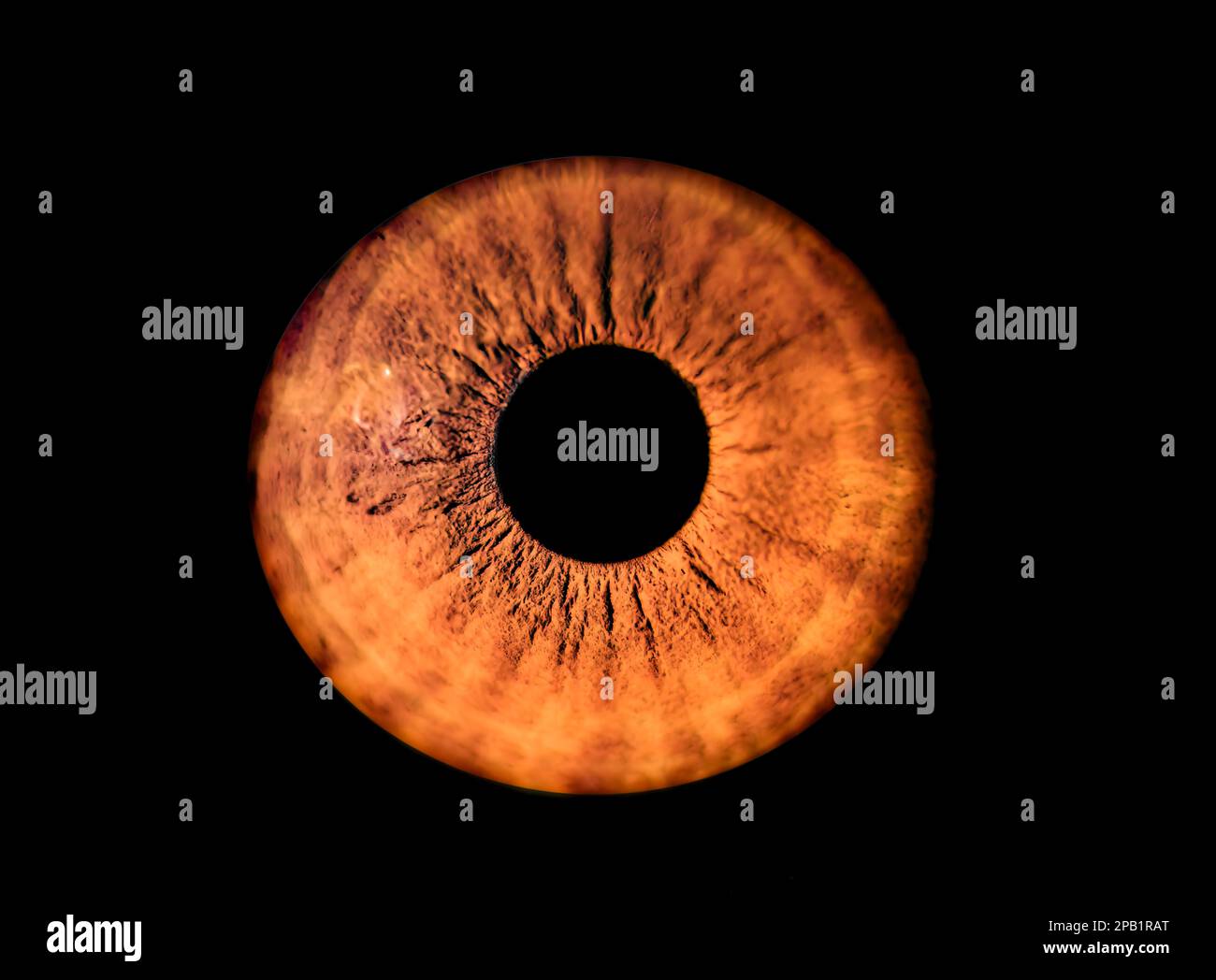 Human orange iris eye. Colorful Pupil in macro on black background Stock Photo