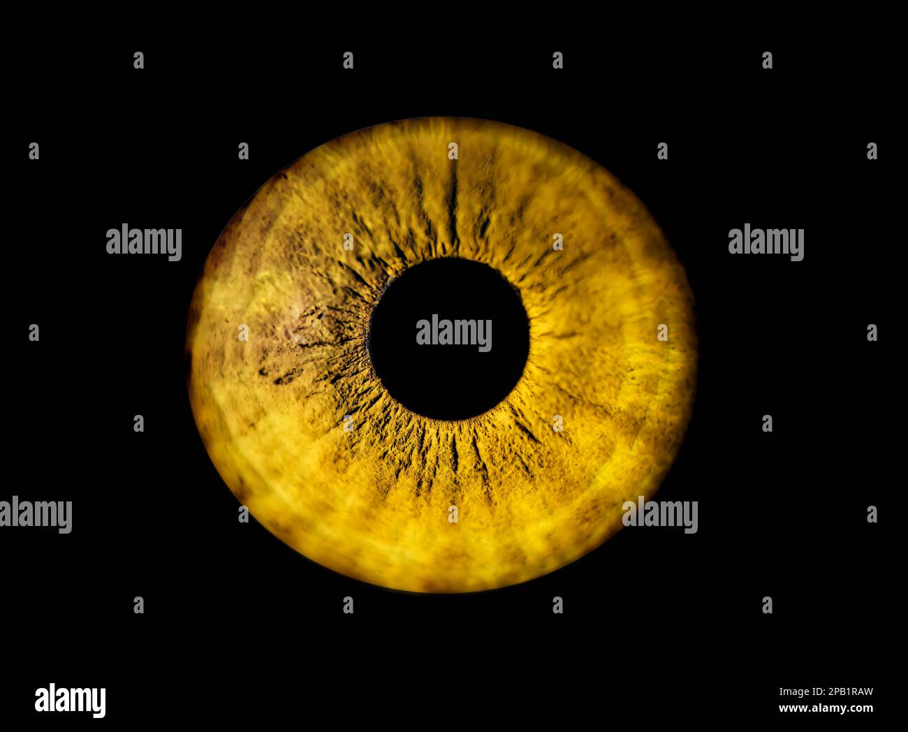 Human orange iris eye. Colorful Pupil in macro on black background Stock Photo