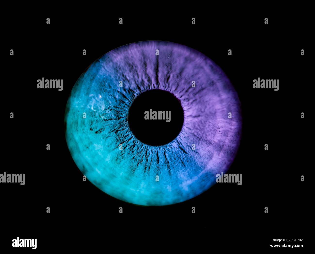 Human blue and violet iris eye. Colorful Pupil in macro on black background Stock Photo