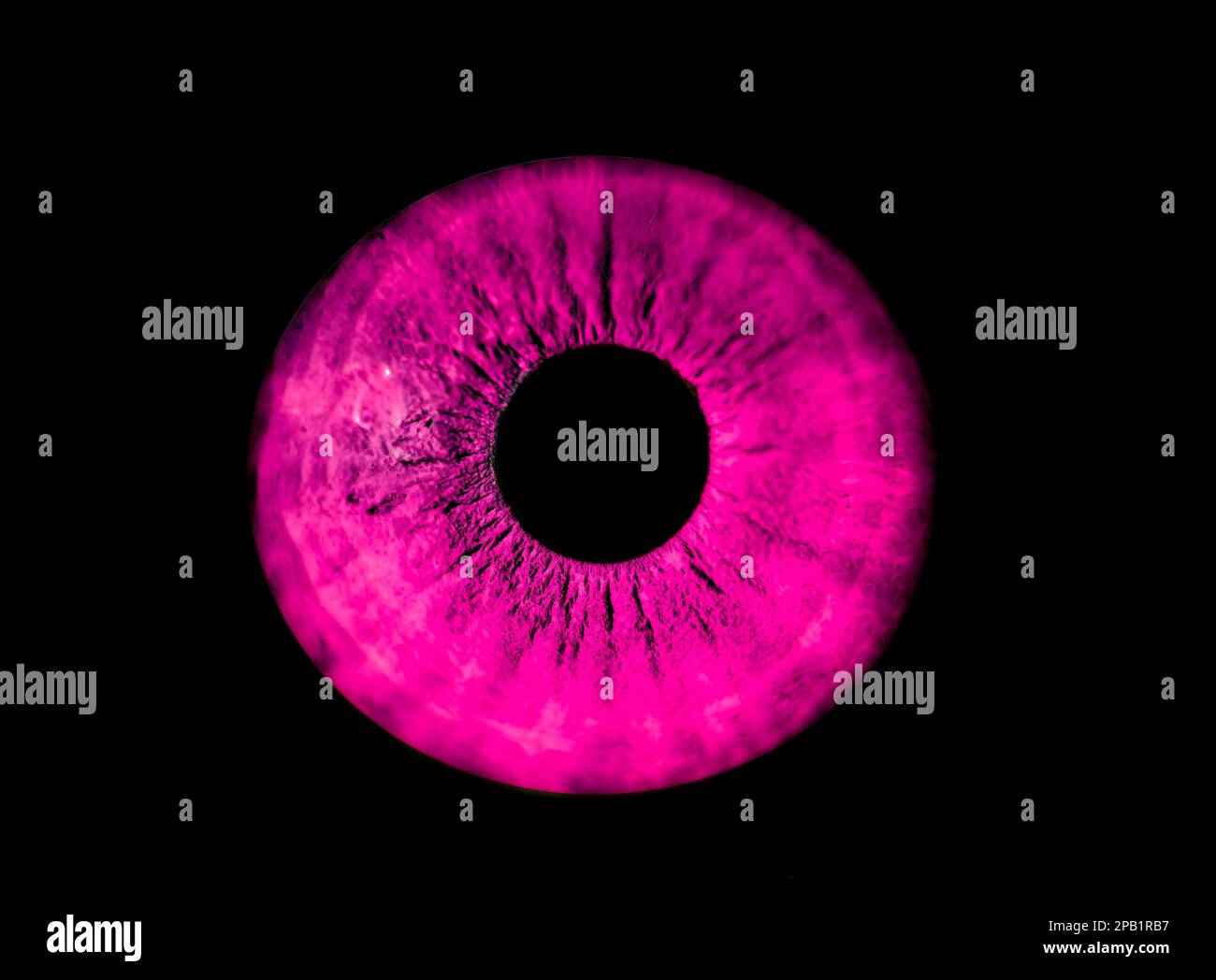 Human pink iris eye. Colorful Pupil in macro on black background Stock Photo