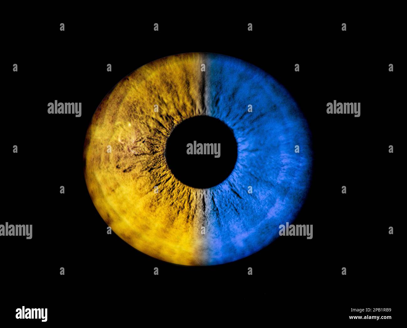 Human blue and yellow like Ukraine iris eye. Colorful Pupil in macro on black background Stock Photo