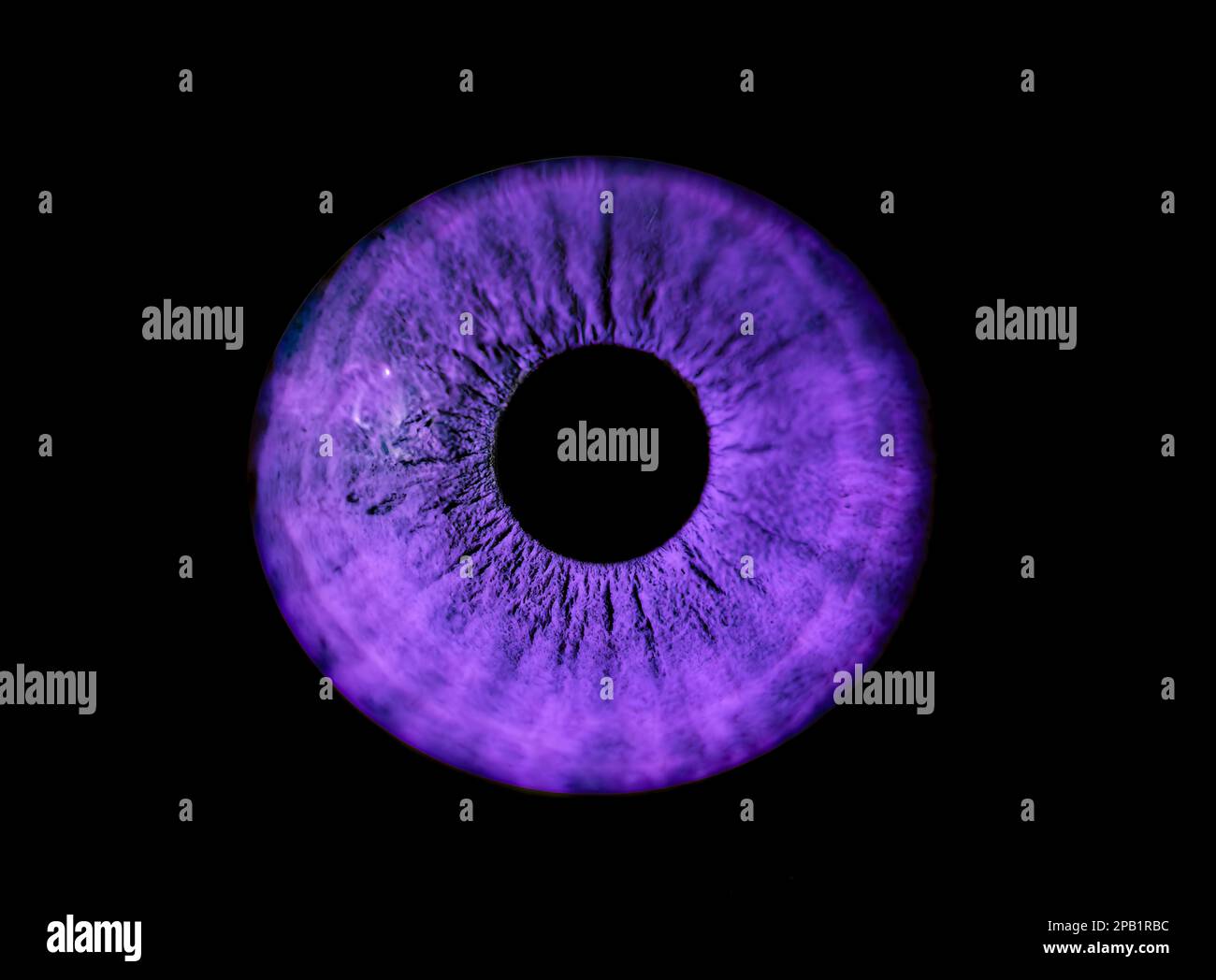 Human violet iris eye. Colorful Pupil in macro on black background Stock Photo
