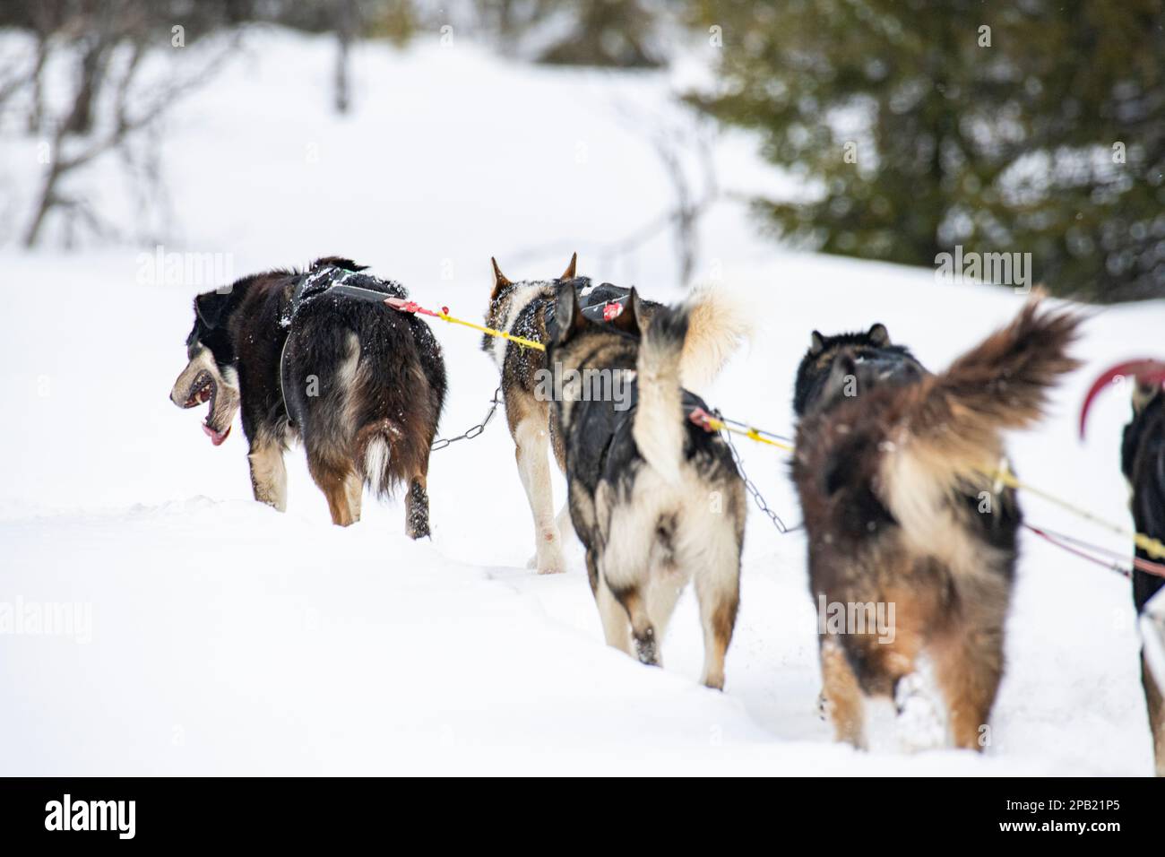 Winter dog sledding in Norway Stock Photo