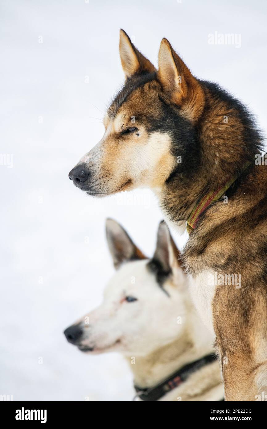 Two blue eyed husky dogs in the snow Stock Photo