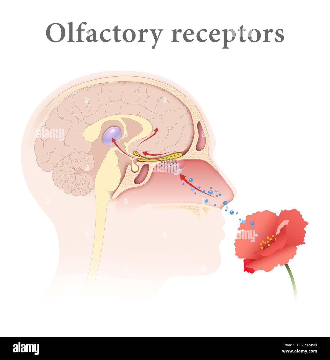 Human Olfactory Receptors and Pathway Stock Photo