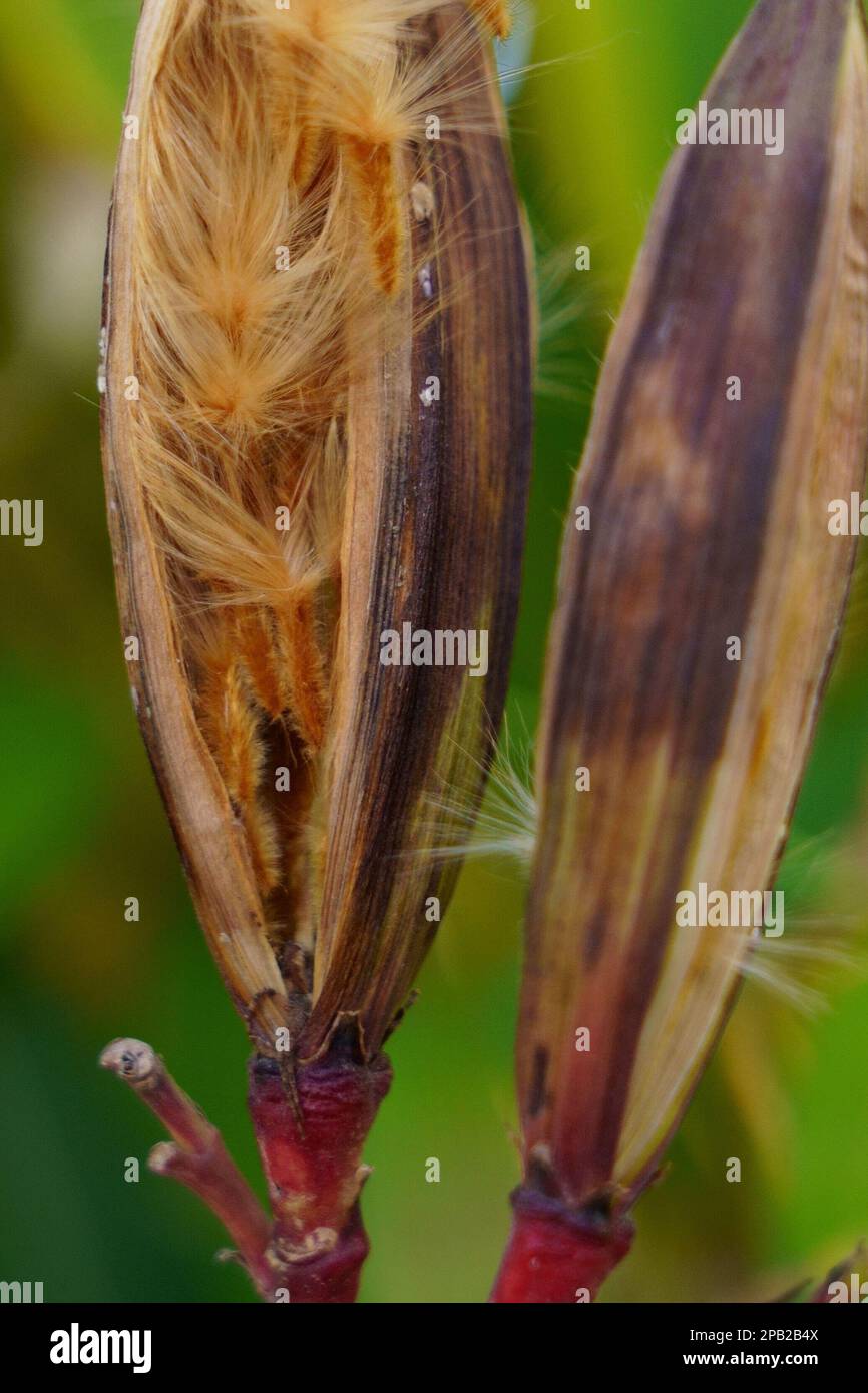 close up of oleander seeds Stock Photo