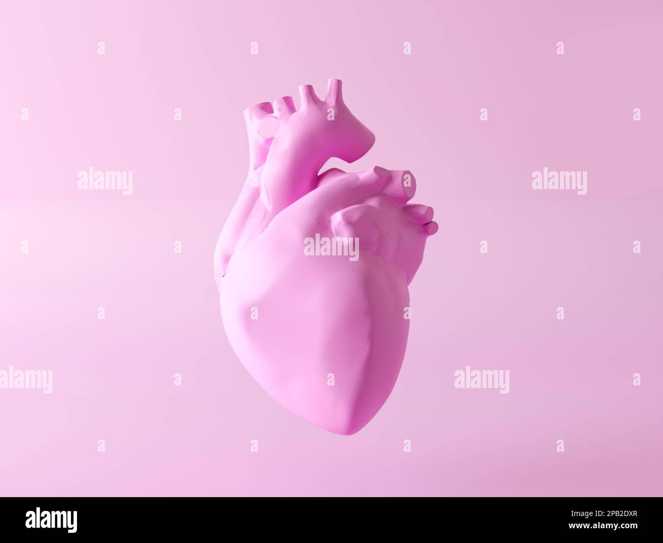 Isolated human heart. Anatomically correct heart with venous system