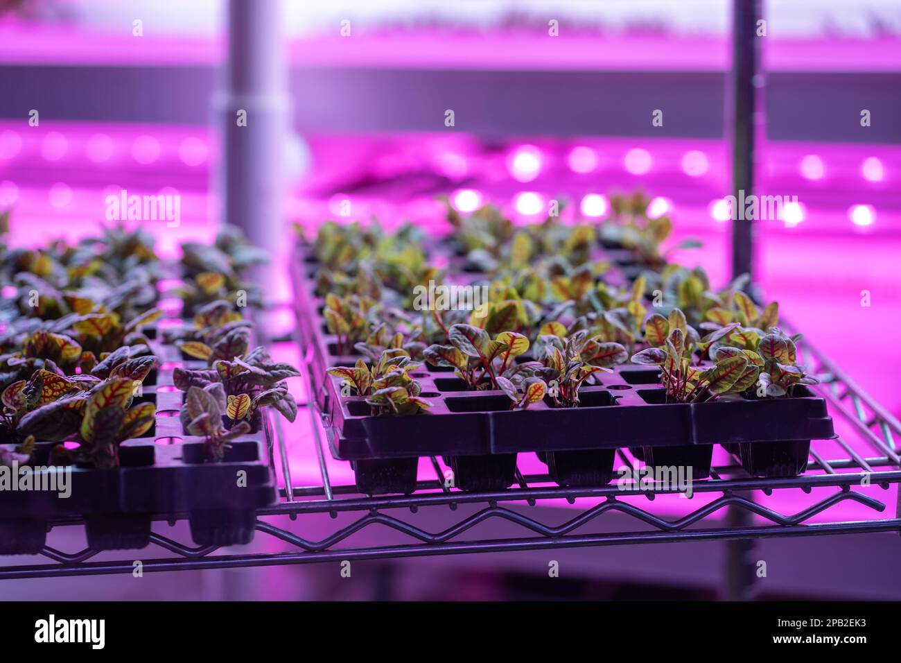 Greenhouse shelves lettuce filled with Swiss chard lit with UV neon