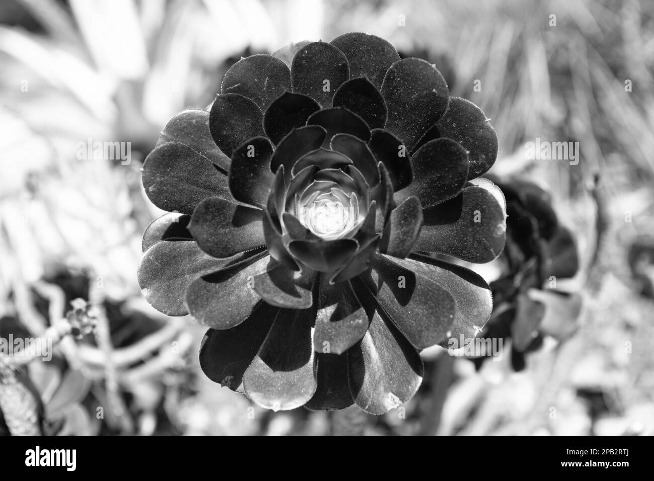 crassulaceae succulent cactus with dark leaves. nature background Stock Photo