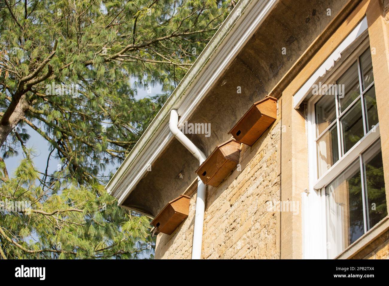 Swift nest boxes on a house, UK Stock Photo