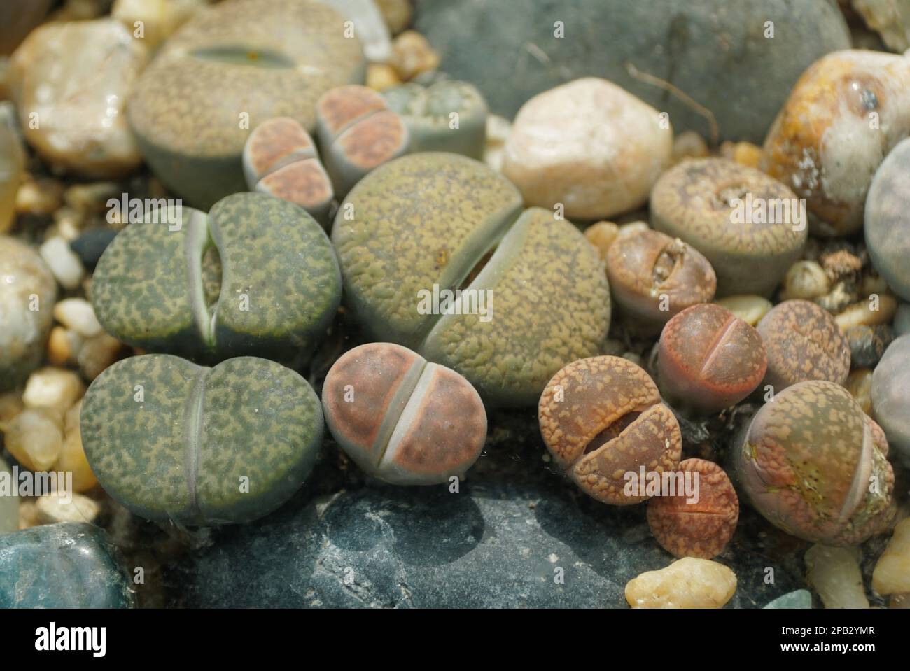 Close up of Lithops plant, also known as the living stones from Southern Africa Stock Photo