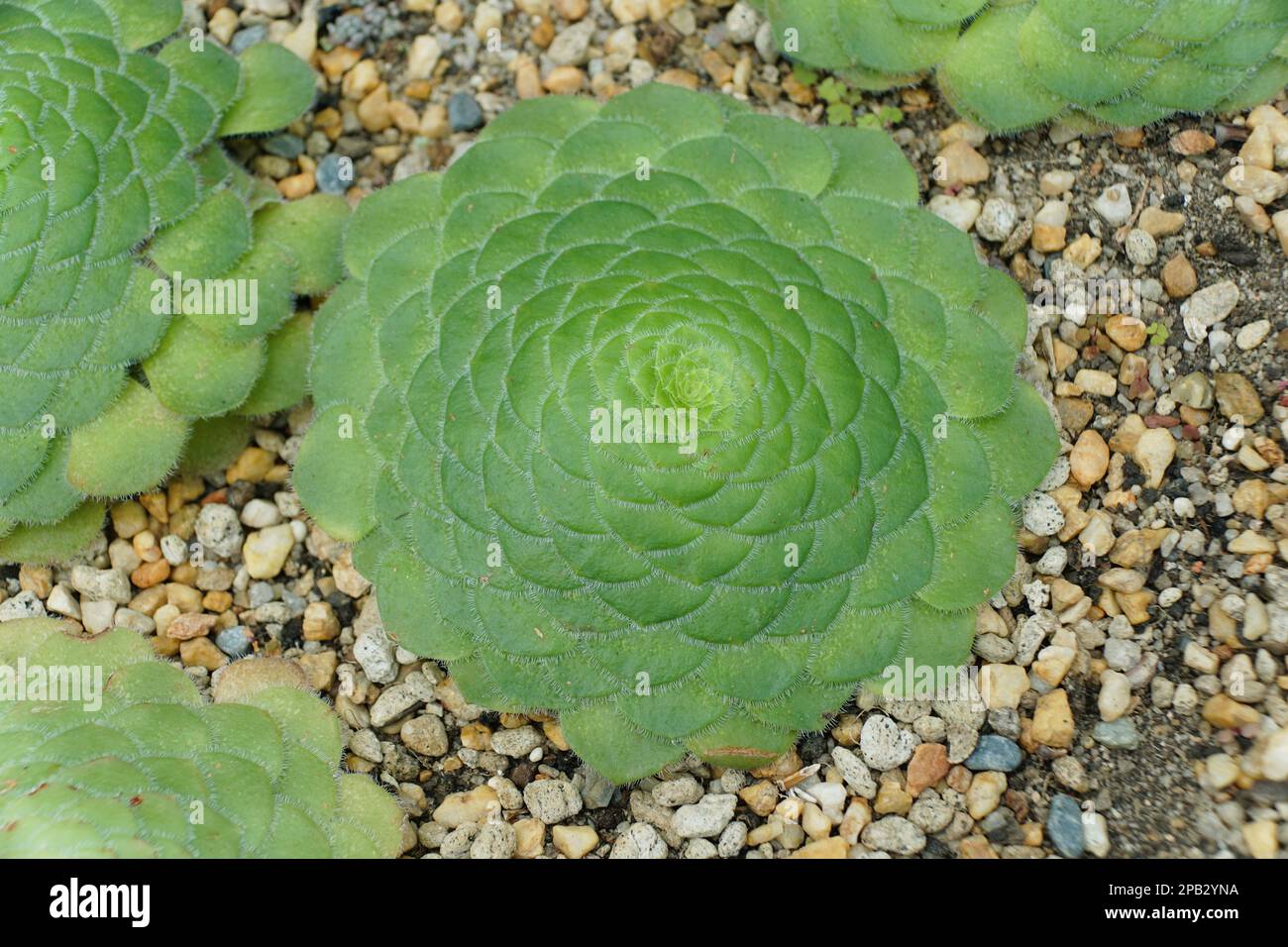 Close up of a flat-top Aeonium plant, also known with scientifc name Aeonium Tabuliforme Stock Photo