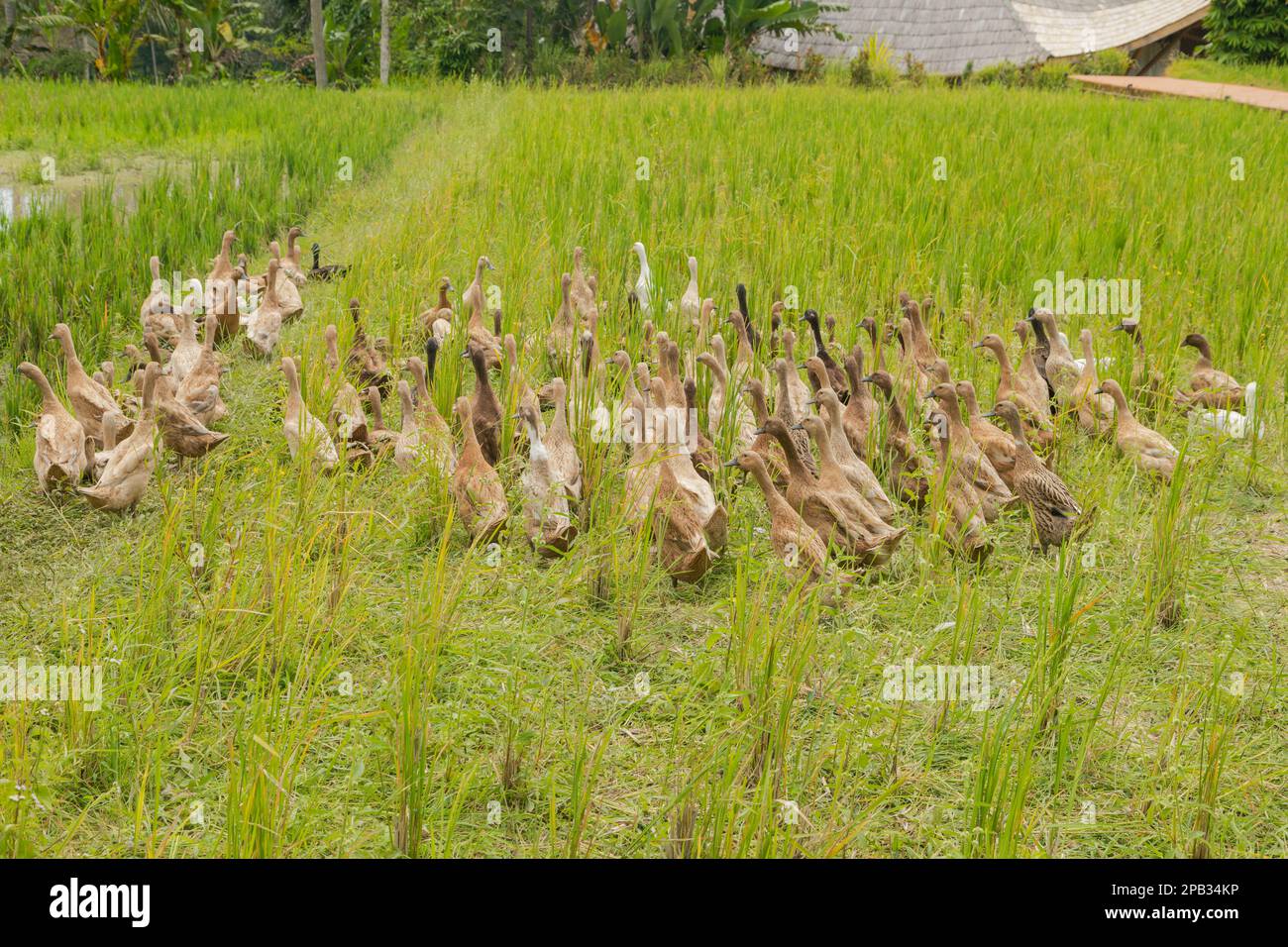 Flock of ducks on rice fields in countryside, Ubud, Bali, Indonesia