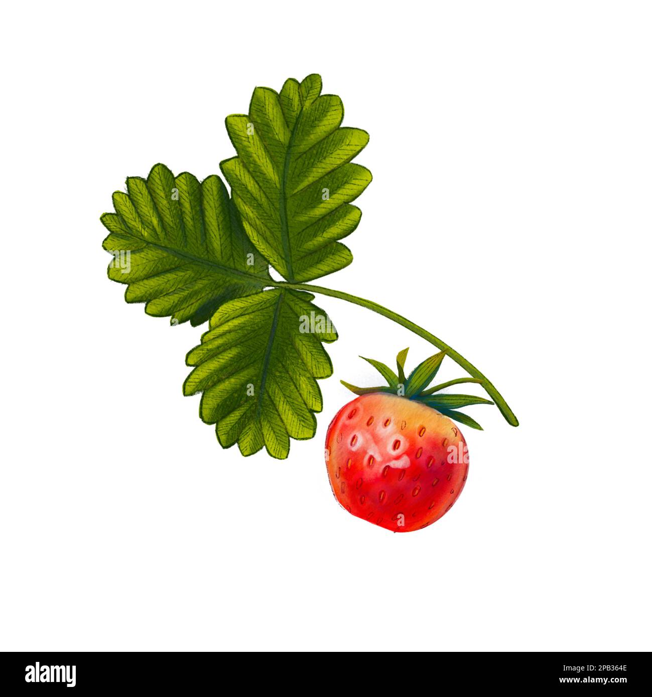 Strawberry berry on a twig with a leaf on a white background ...