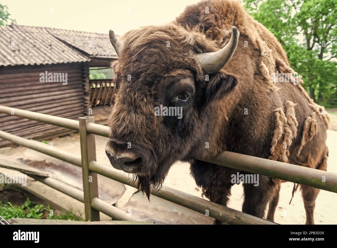 big bison head in zoo animal park outdoor Stock Photo - Alamy