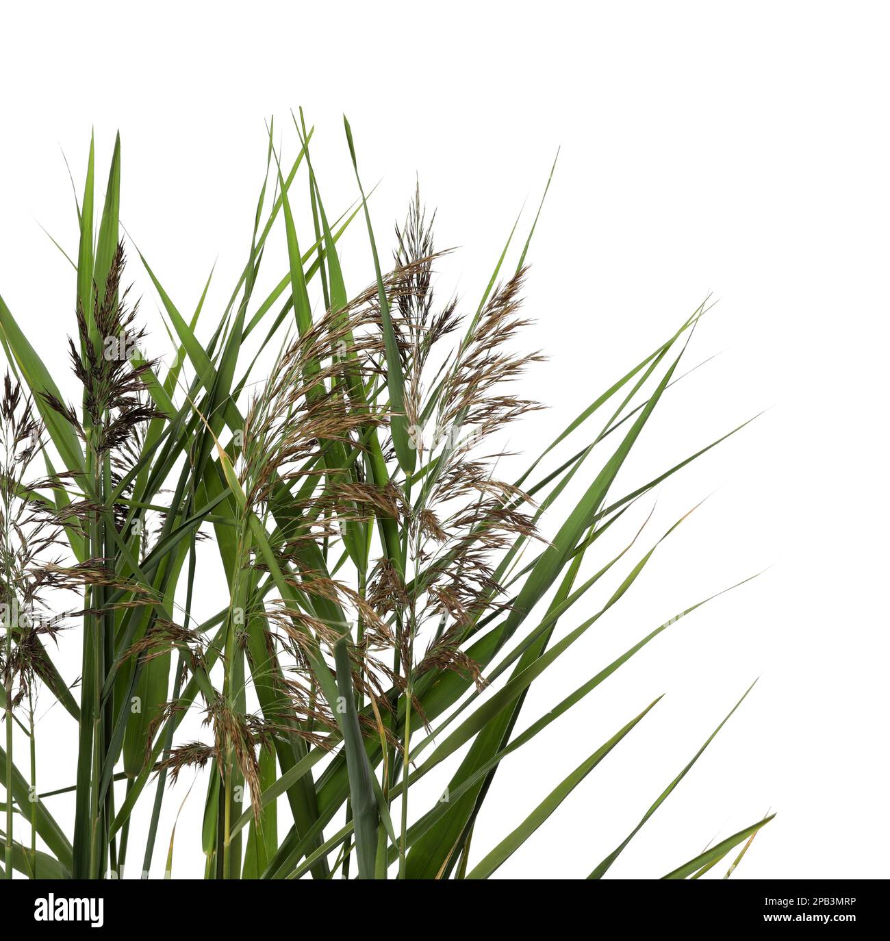Beautiful reeds with lush green leaves and seed heads on white