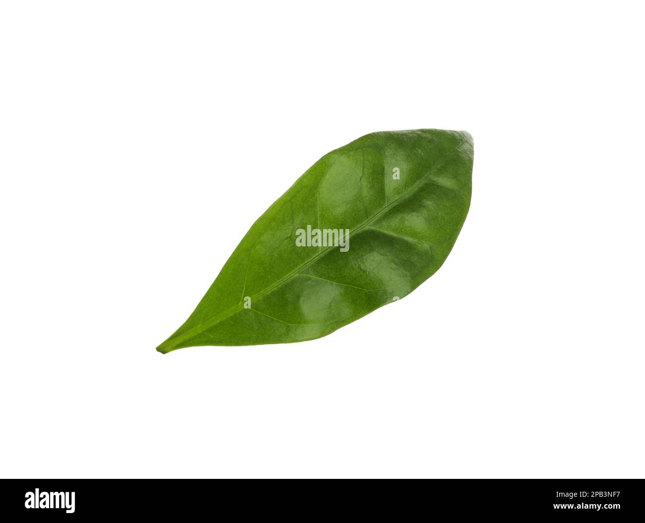 Leaf of coffee plant isolated on white Stock Photo - Alamy