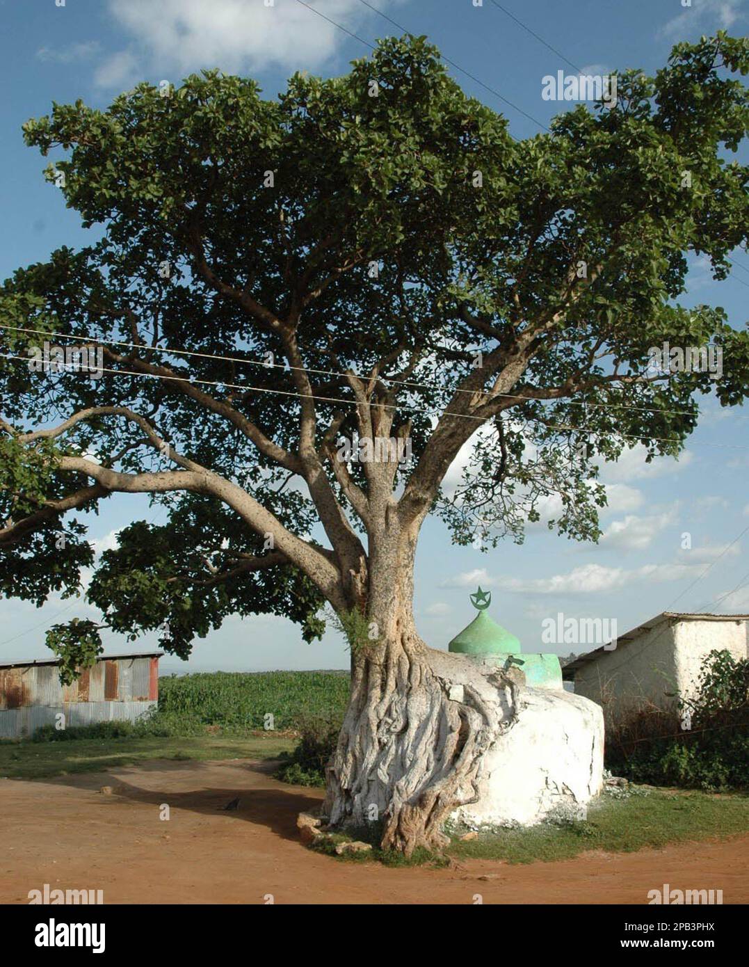 Mosque Tree Inside The Grand Mosque Earth Trekkers 10 Day Turkey Itinerary ...
