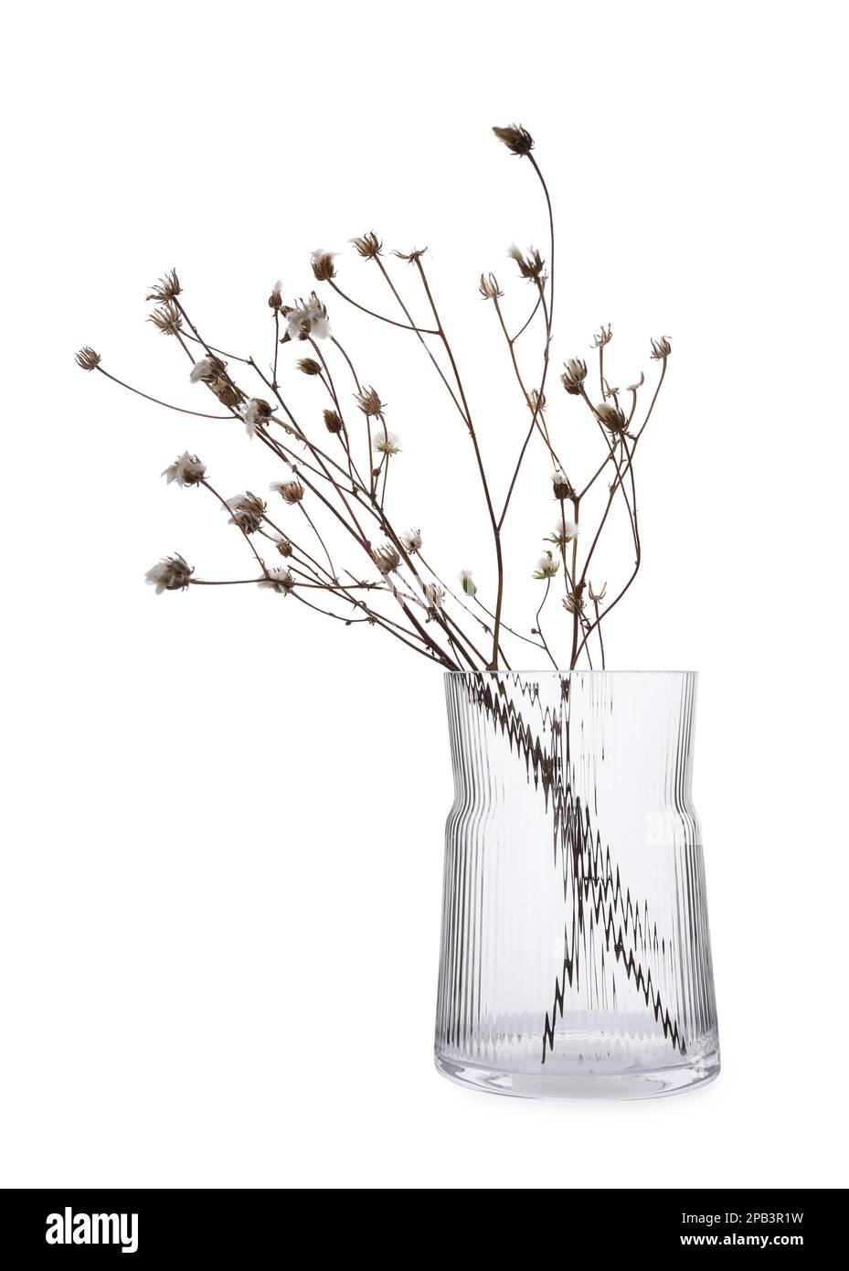 Beautiful plant in glass vase on white background Stock Photo Alamy