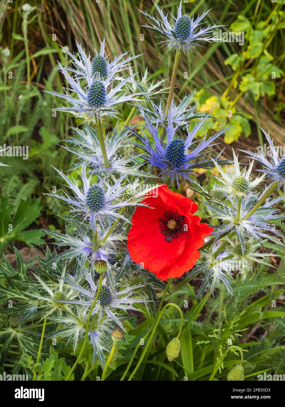 Papaver rhoeas and Eryngium 'Big Blue' contrast at The Garden House, Buckland Monachorum, Devon Stock Photo