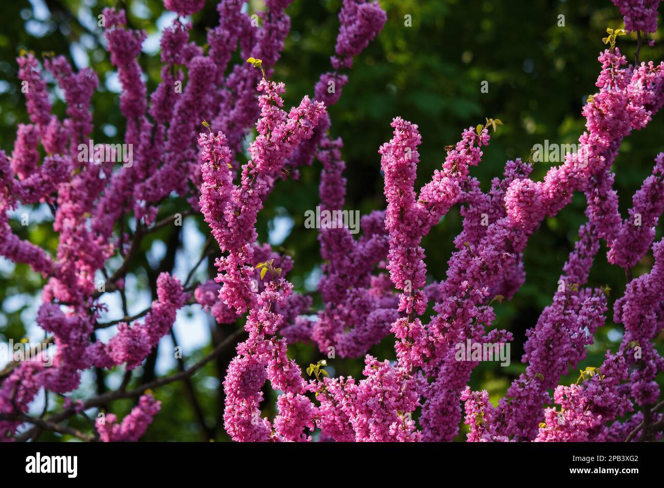 pink flowers on the branch of redbud. city park nature background Stock Photo
