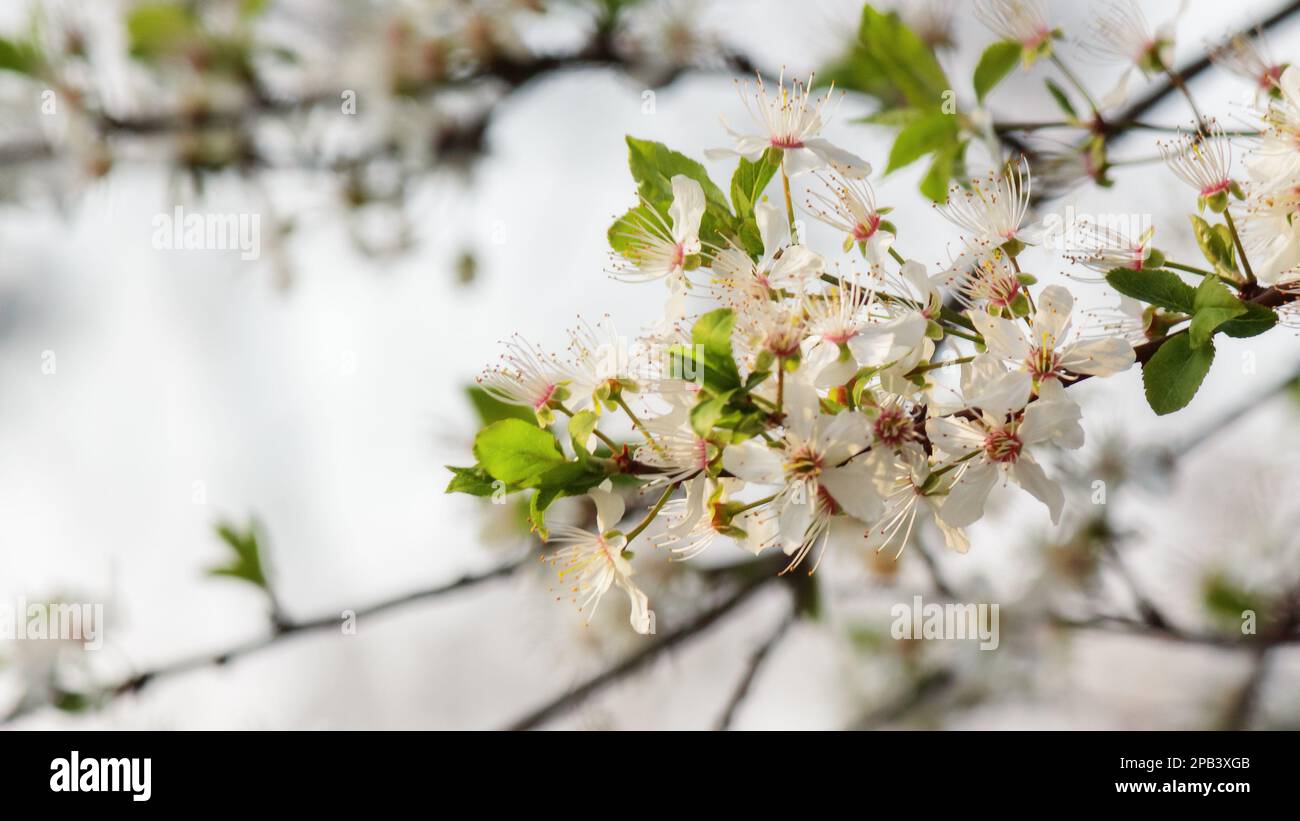 apple branch in blossom. closeup nature background in spring Stock Photo
