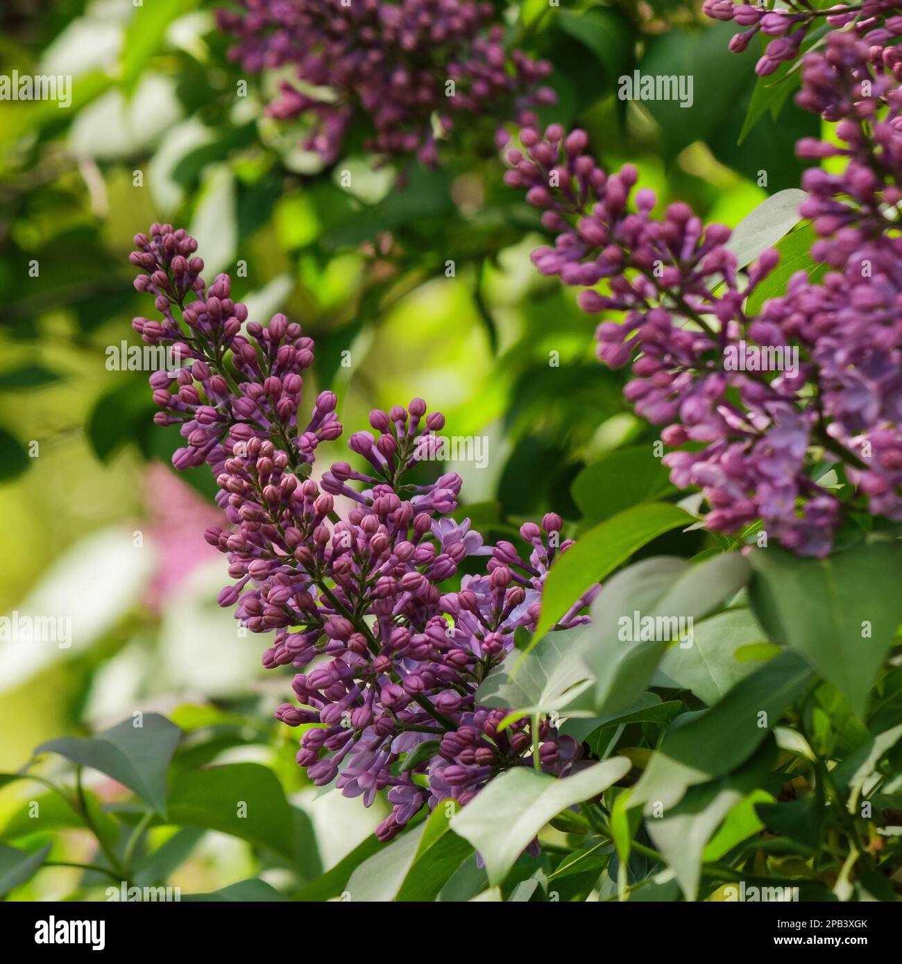 purple blossom of lilac in spring. floral nature background Stock Photo