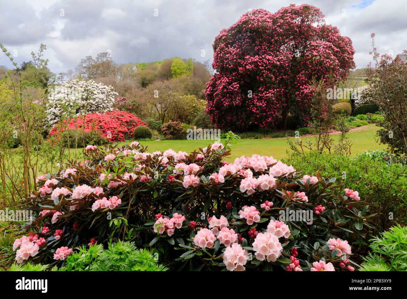 View over Rhododendron 'Glendoick Silver' to R.arboreum and 'Elizabeth' at The Garden House, Buckland Monachorum, Devon Stock Photo