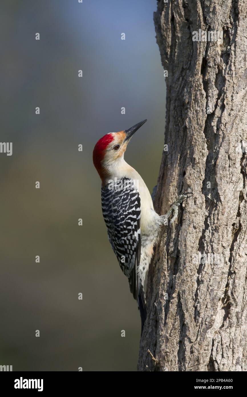 Red-bellied woodpecker (Melanerpes carolinus), adult male, clinging to tree trunk, Ontario, Canada, North America Stock Photo