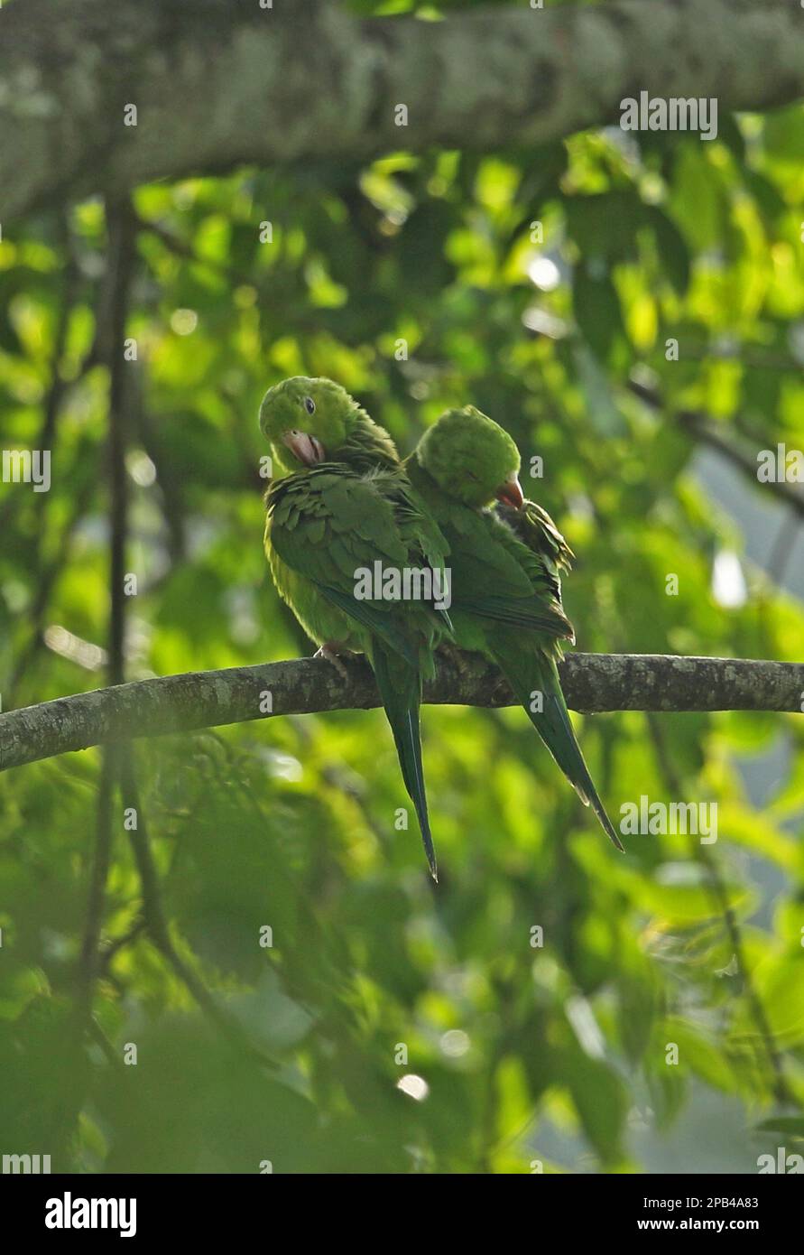 Plain parakeet (Brotogeris tirica) two adults preening, sitting on a branch, Atlantic rainforest, Reserva Ecologica de Guapi Assu, Rio de Janeiro stat Stock Photo