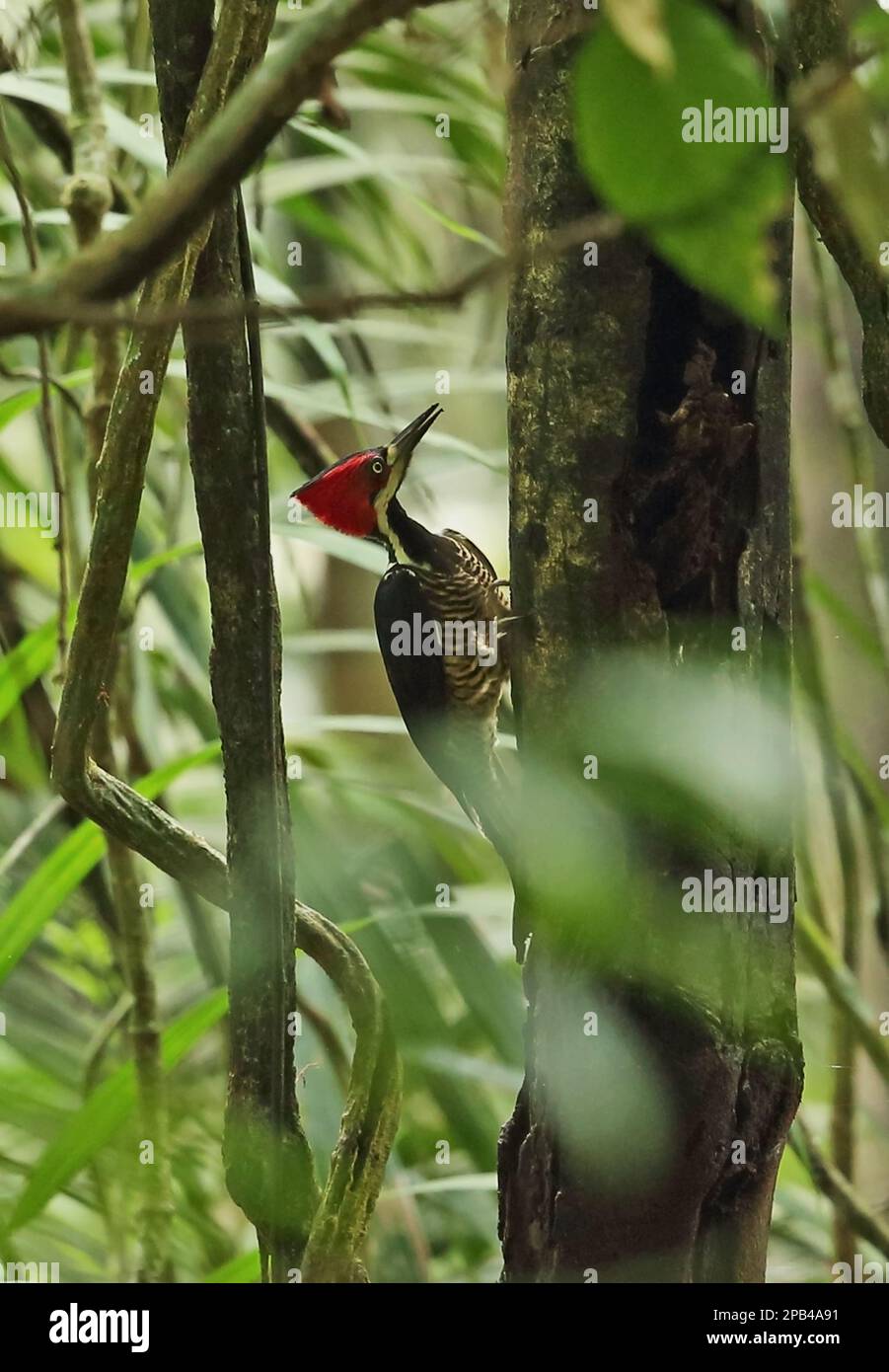 Red-crested Woodpecker (Campephilus melanoleucos malherbii), adult