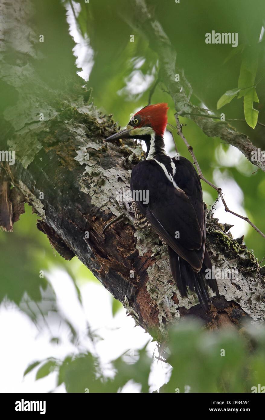 Red-crested Woodpecker (Campephilus melanoleucos malherbii), adult male